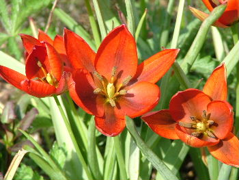 Tulipa hageri 'Splendens'  bestellen